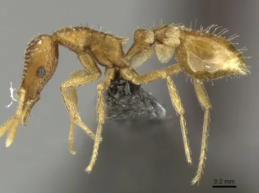 Strumigenys emarginata specimen