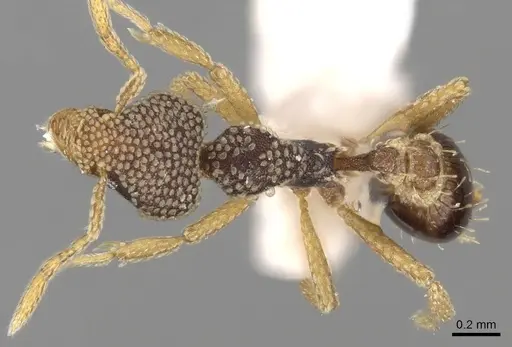 Strumigenys emdeni specimen