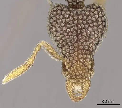 Strumigenys emdeni specimen