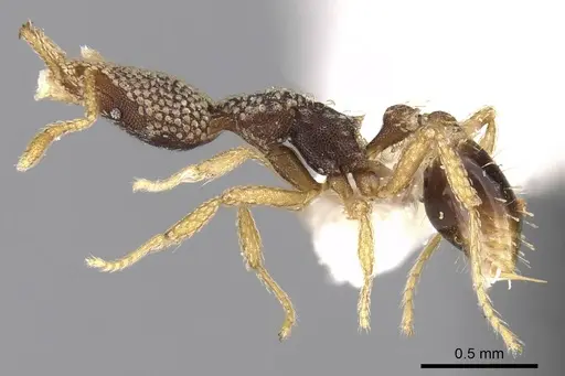 Strumigenys emdeni specimen