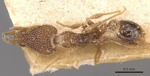 Strumigenys emdeni - CASENT0904946