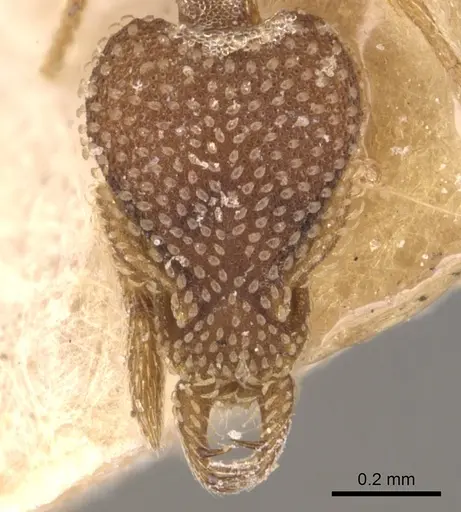 Strumigenys emdeni - CASENT0904946