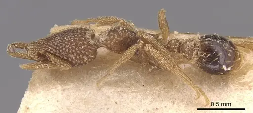 Strumigenys emdeni - CASENT0904946