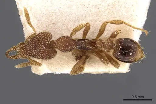 Strumigenys emdeni - CASENT0909308