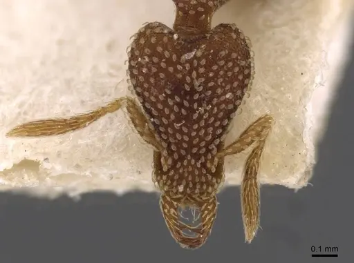 Strumigenys emdeni - CASENT0909308