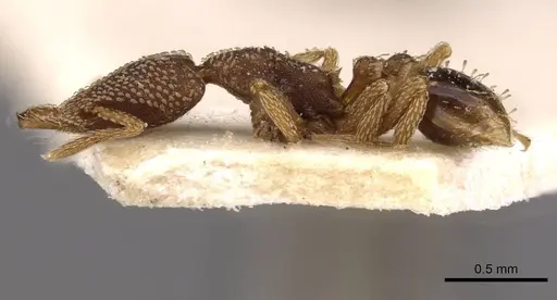 Strumigenys emdeni - CASENT0909308