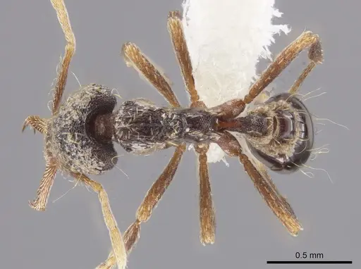 Strumigenys emeryi specimen