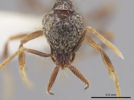 Strumigenys emeryi specimen