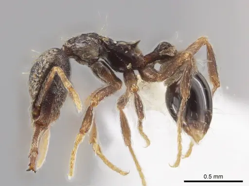 Strumigenys emeryi specimen