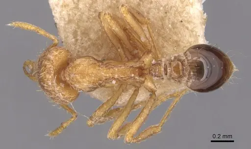 Strumigenys emeryi - CASENT0904940