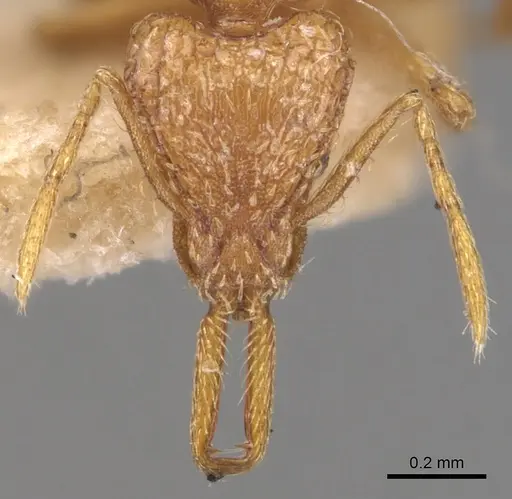 Strumigenys emeryi - CASENT0904940