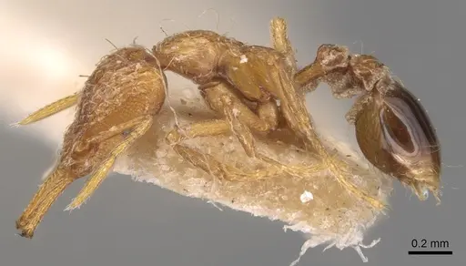 Strumigenys emeryi - CASENT0904940