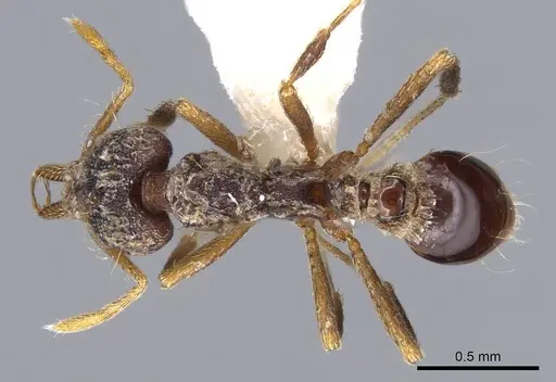 Strumigenys emeryi - CASENT0914736