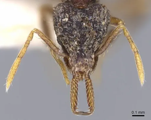 Strumigenys emeryi - CASENT0914736