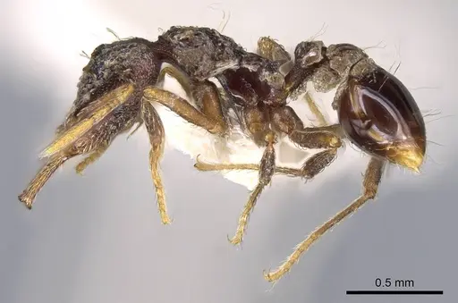 Strumigenys emeryi - CASENT0914736