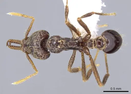 Strumigenys emeryi - CASENT0914737