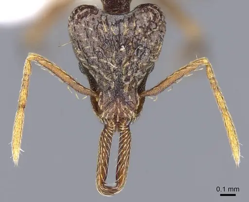 Strumigenys emeryi - CASENT0914737