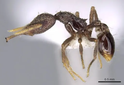 Strumigenys emeryi - CASENT0914737