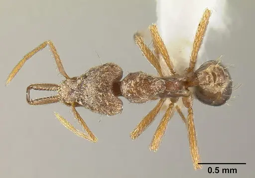 Strumigenys emeryi - JTLC000014842