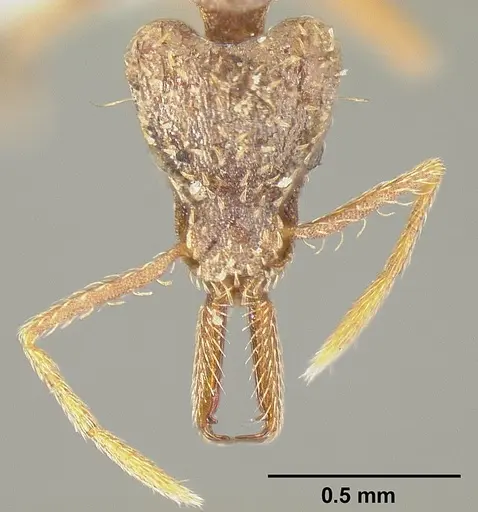Strumigenys emeryi - JTLC000014842