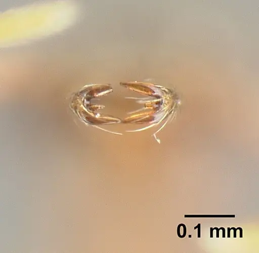 Strumigenys emeryi - JTLC000014842