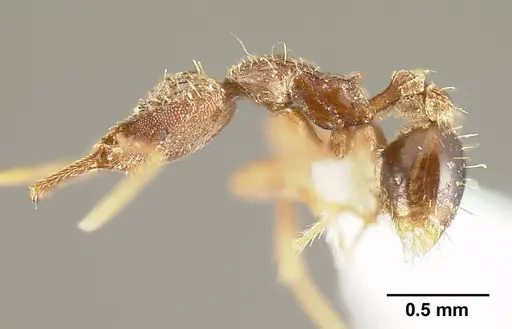 Strumigenys emeryi - JTLC000014842