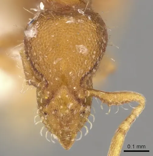 Strumigenys emeswangi specimen