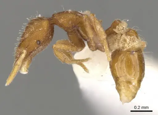 Strumigenys emeswangi specimen