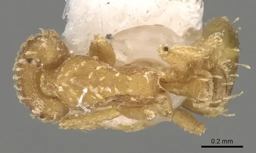Strumigenys emiliae specimen