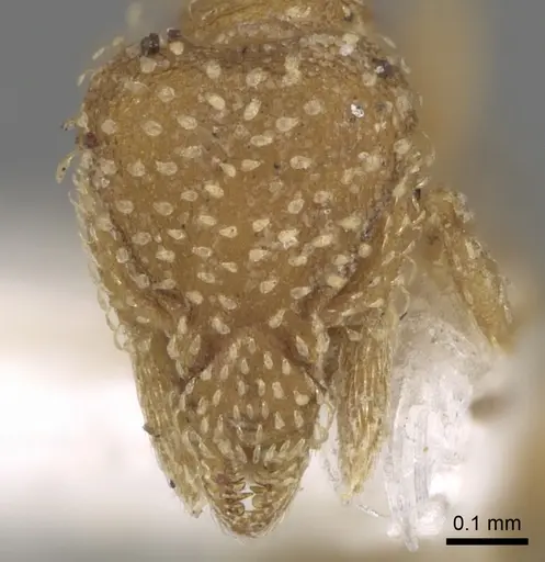 Strumigenys emiliae specimen