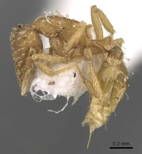 Strumigenys emiliae specimen