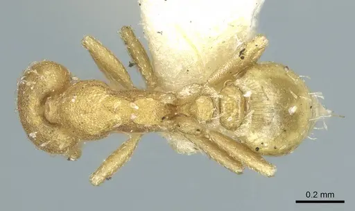 Strumigenys emiliae - CASENT0915946