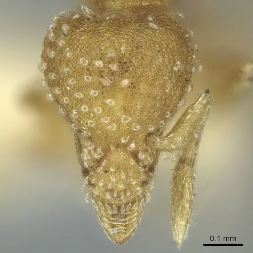 Strumigenys emiliae - CASENT0915946