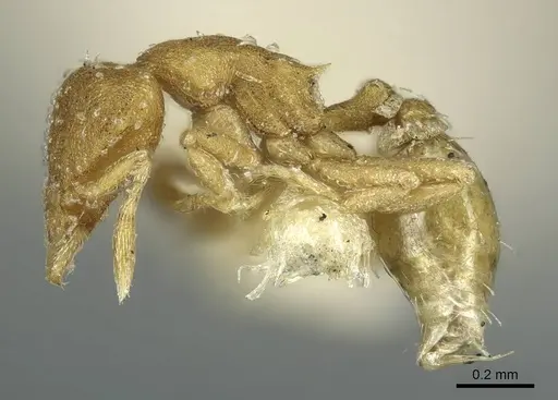 Strumigenys emiliae - CASENT0915946