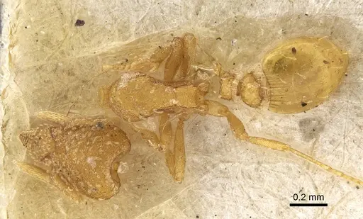 Strumigenys emiliae - CASENT0922240