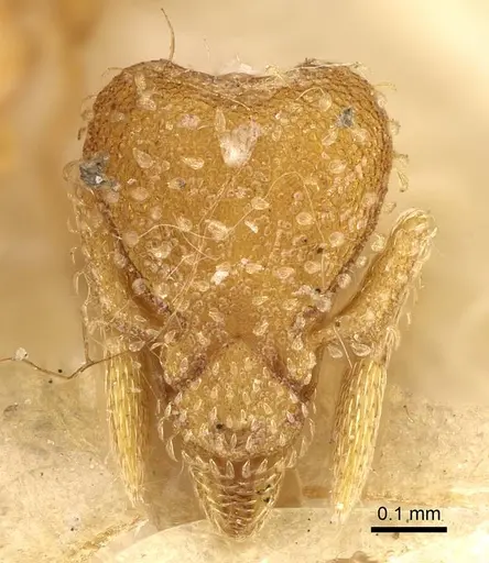 Strumigenys emiliae - CASENT0922240