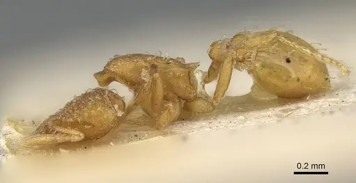 Strumigenys emiliae - CASENT0922240