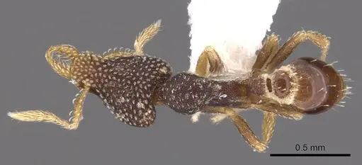 Strumigenys enanna specimen