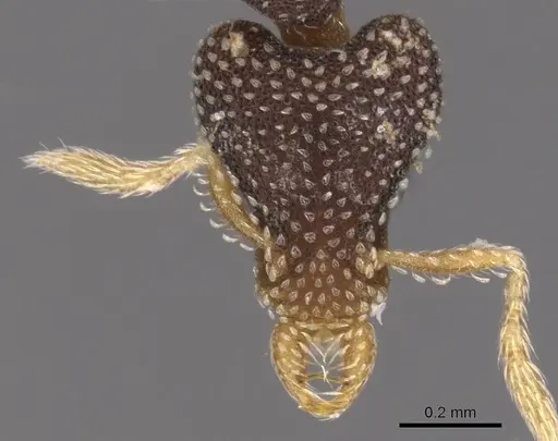 Strumigenys enanna specimen