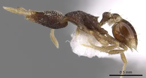 Strumigenys enanna specimen