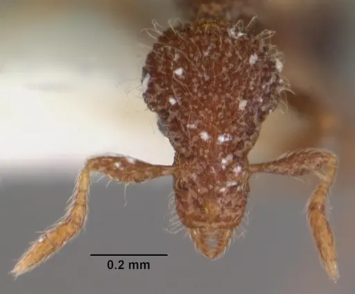 Strumigenys enkara specimen