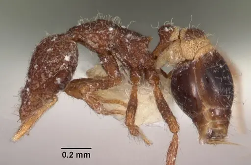 Strumigenys enkara specimen