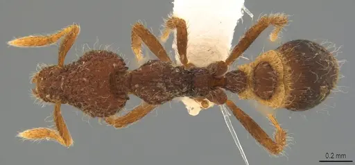 Strumigenys enkara - CASENT0763614