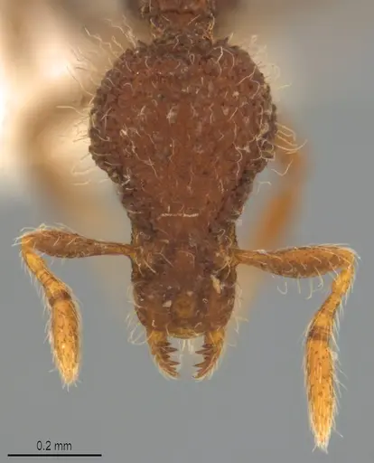 Strumigenys enkara - CASENT0763614