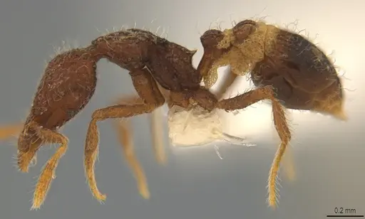 Strumigenys enkara - CASENT0763614