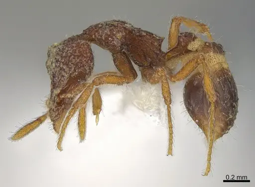 Strumigenys enkara - CASENT0763618