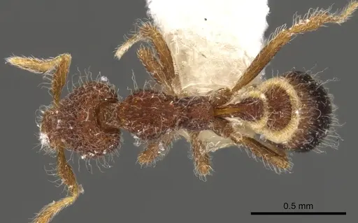 Strumigenys enkara - CASENT0900086