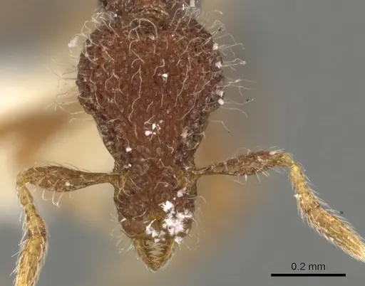 Strumigenys enkara - CASENT0900086