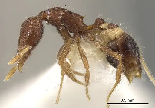 Strumigenys enkara - CASENT0900086