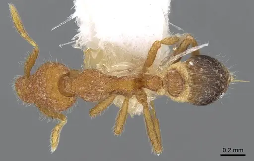 Strumigenys enkara - CASENT0914707